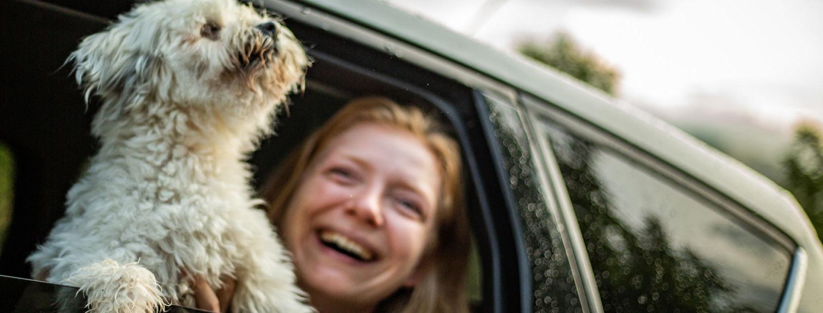 A passenger laughs as a dog sticks its head out of the window of a car.